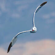 Audouin's Gull