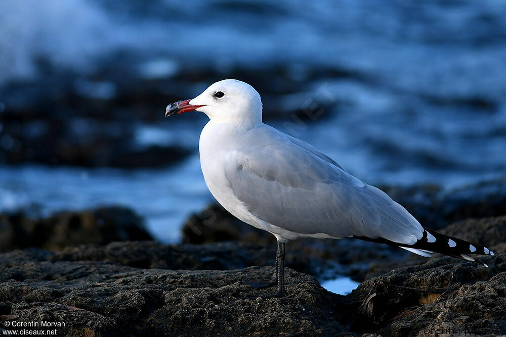 Audouin's Gull