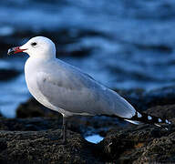 Audouin's Gull