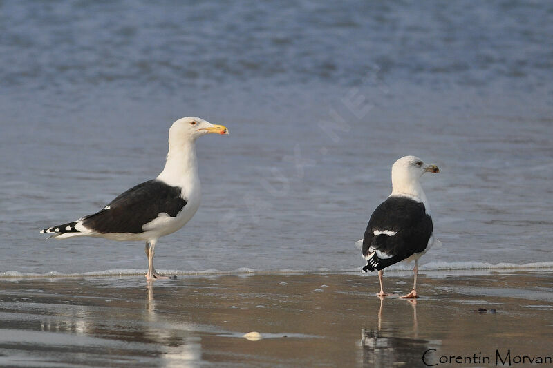 Great Black-backed Gull