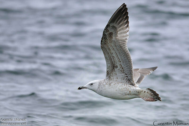 Caspian GullSecond year, pigmentation, Flight