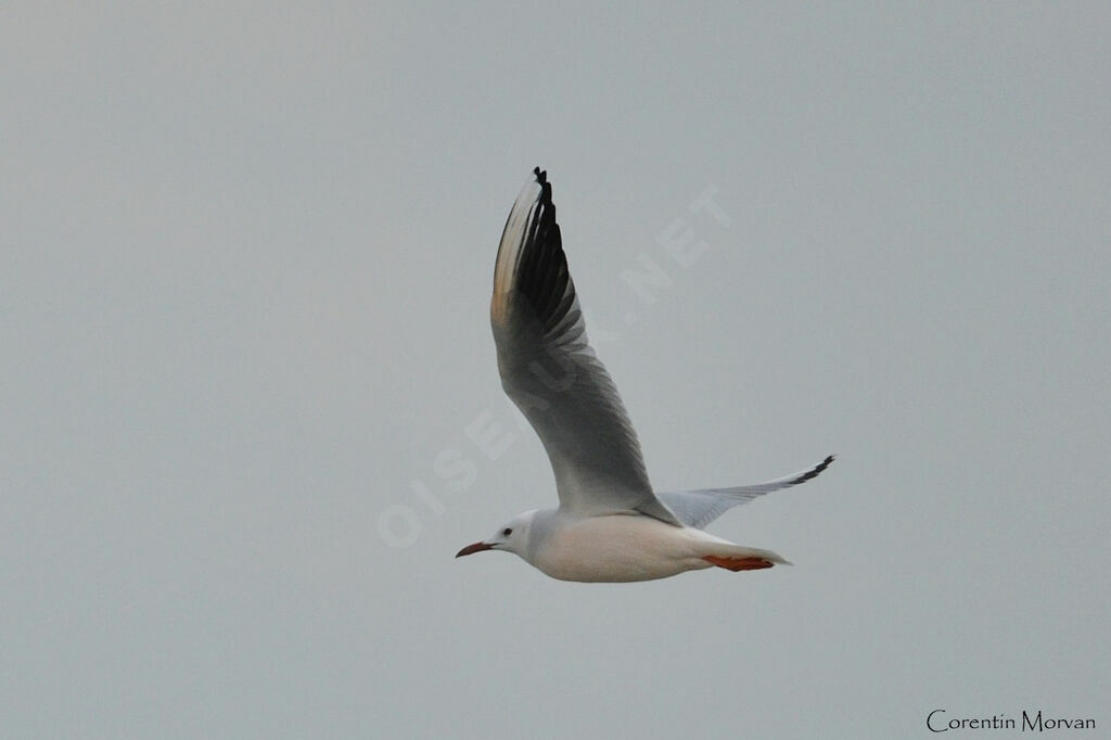 Slender-billed Gull