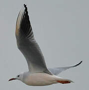 Slender-billed Gull