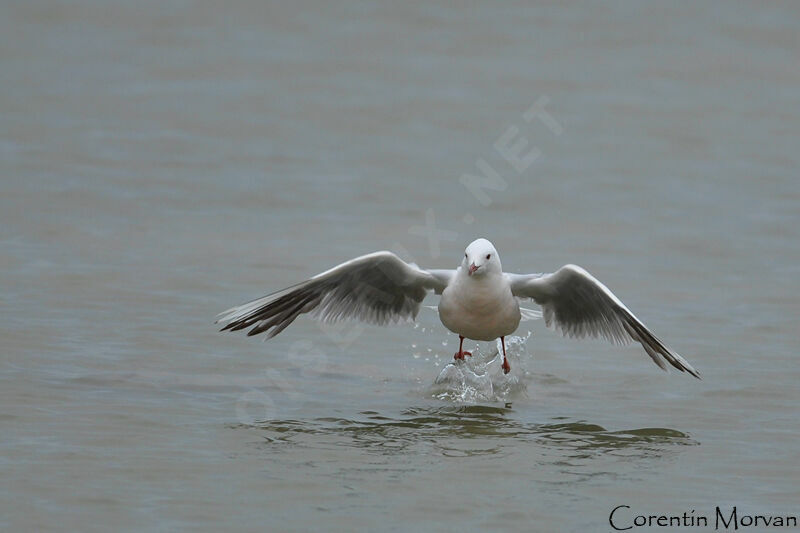 Slender-billed Gull