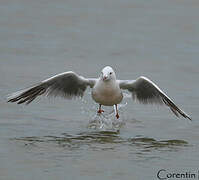 Slender-billed Gull