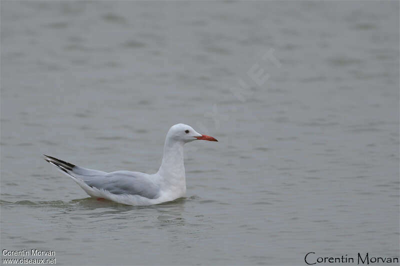 Slender-billed Gullsubadult, pigmentation, swimming