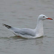 Slender-billed Gull