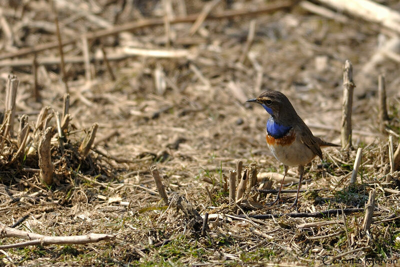 Gorgebleue à miroir