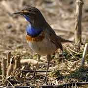 Bluethroat