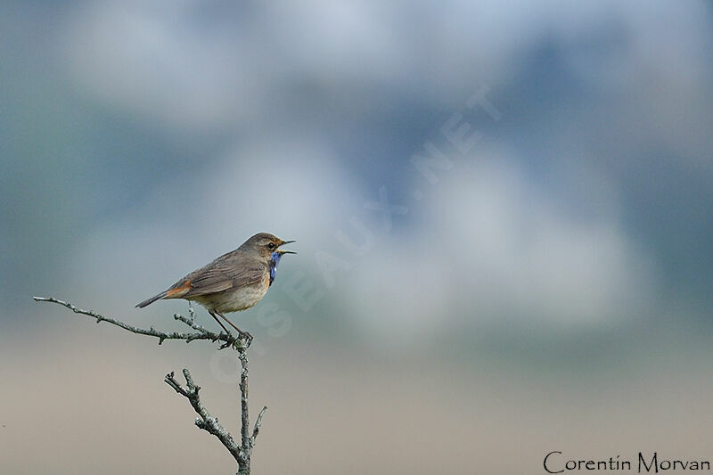 Bluethroat