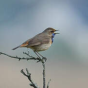 Bluethroat