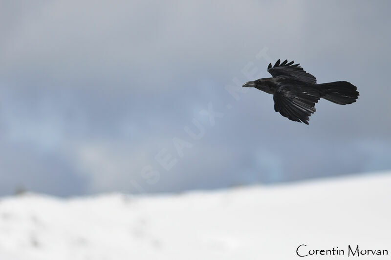 Grand Corbeau