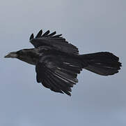 Northern Raven