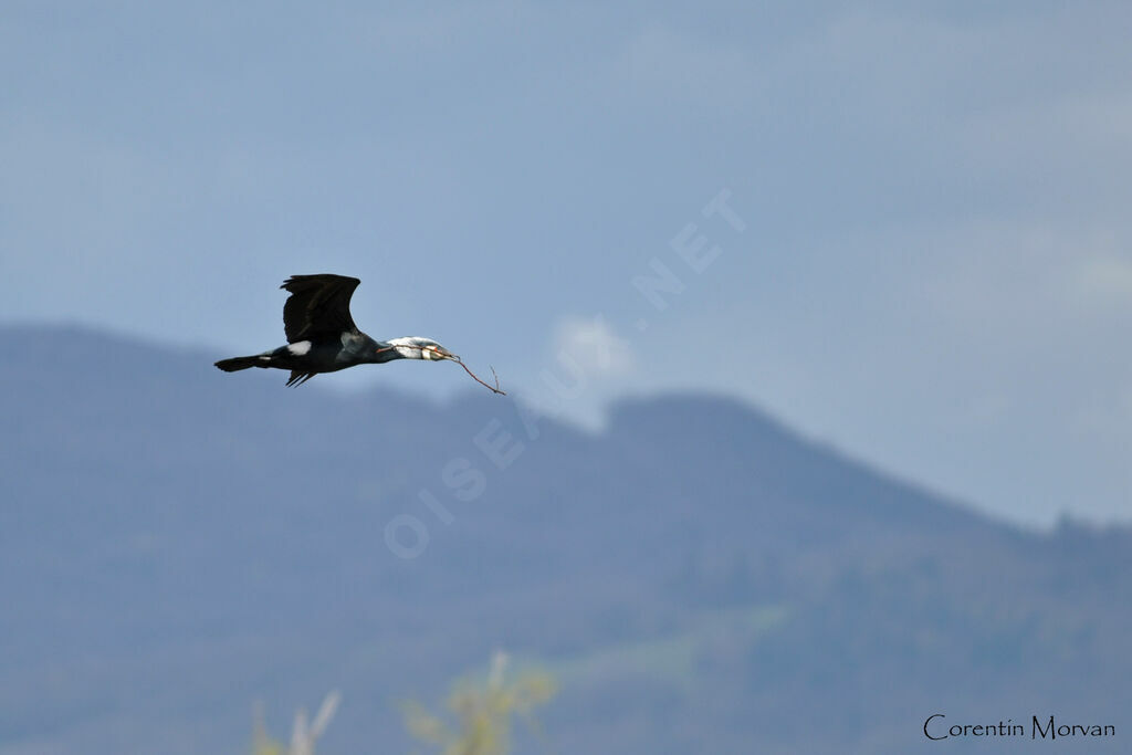 Great Cormorant