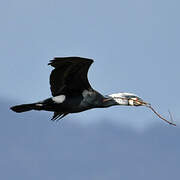 Great Cormorant