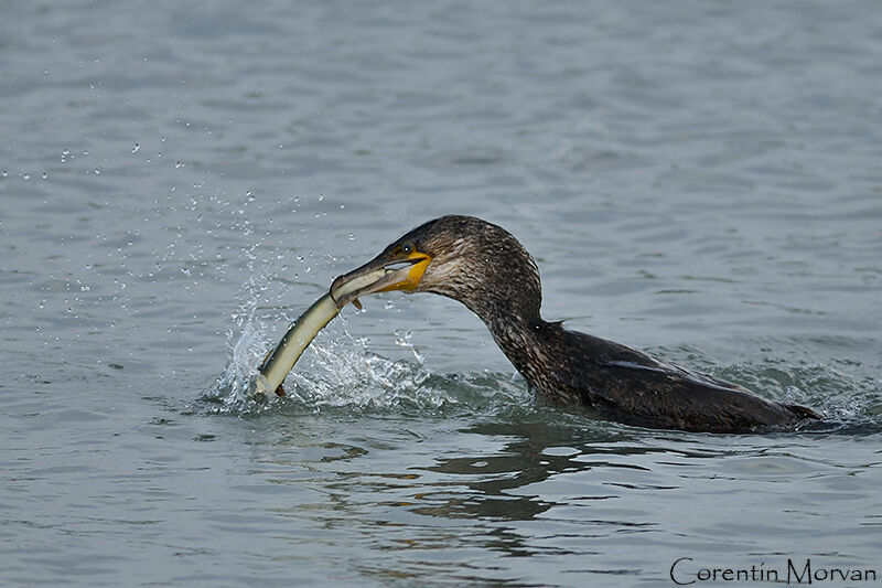 Great Cormorant