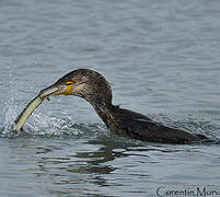 Great Cormorant