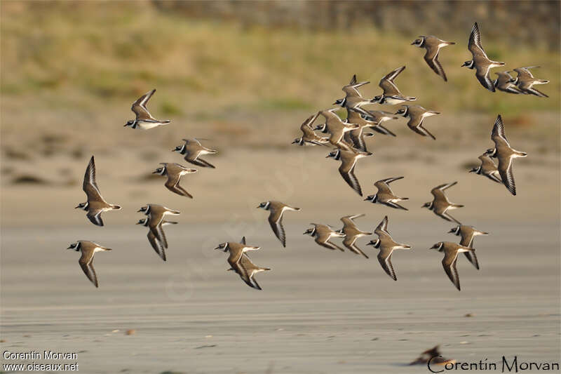 Common Ringed Plover, Flight