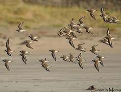 Common Ringed Plover