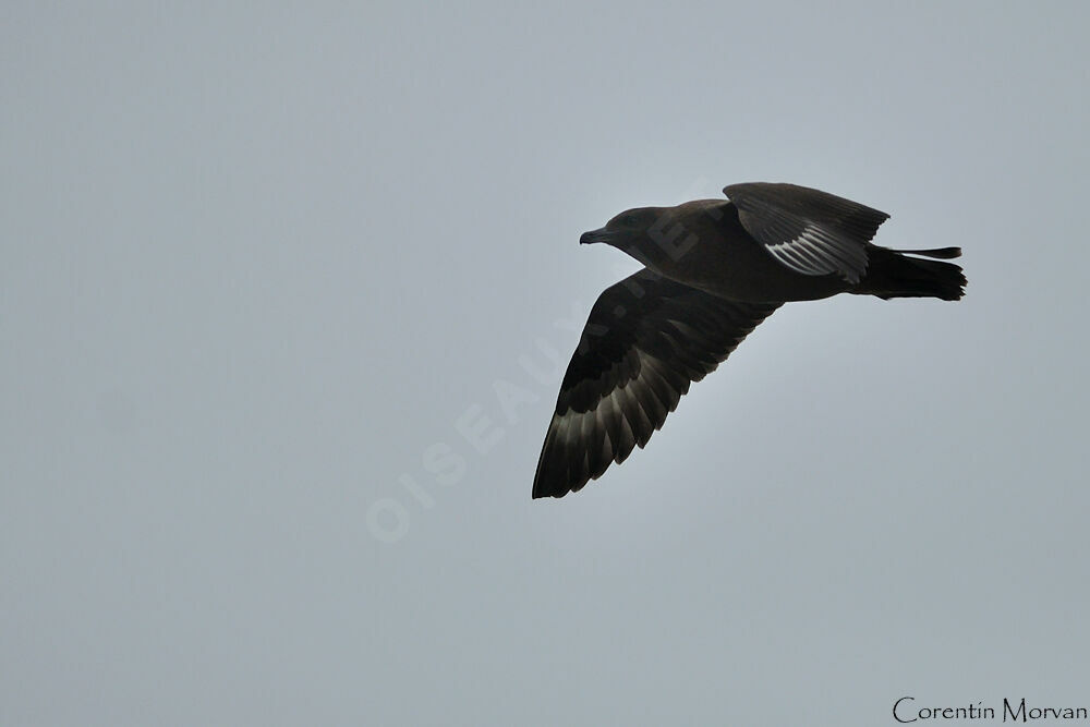 Great Skua