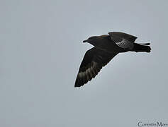 Great Skua