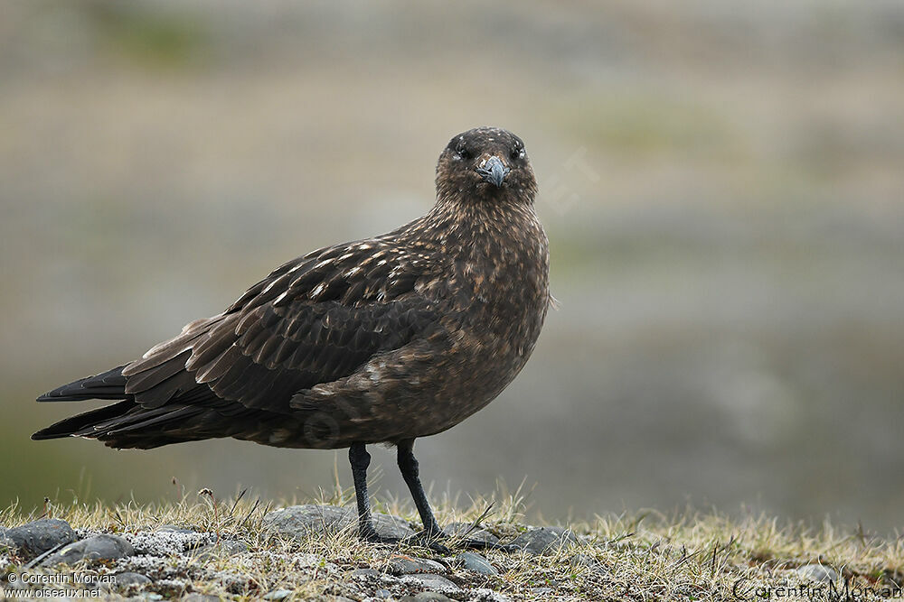 Great Skua