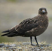 Great Skua