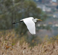 Grande Aigrette