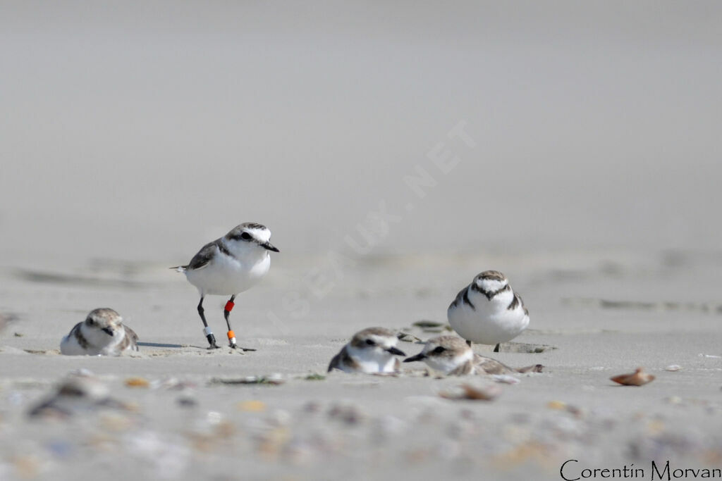 Kentish Plover