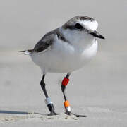 Kentish Plover