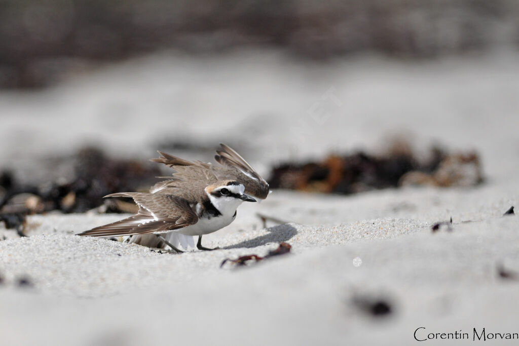 Kentish Plover male adult