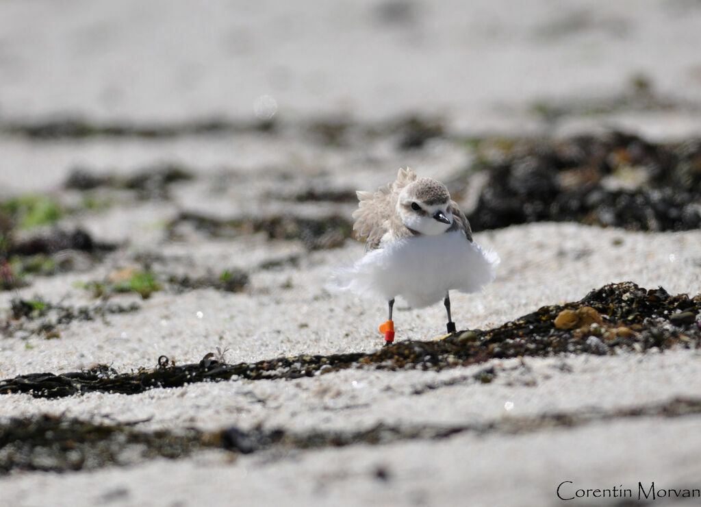 Kentish Plover female adult