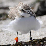 Kentish Plover