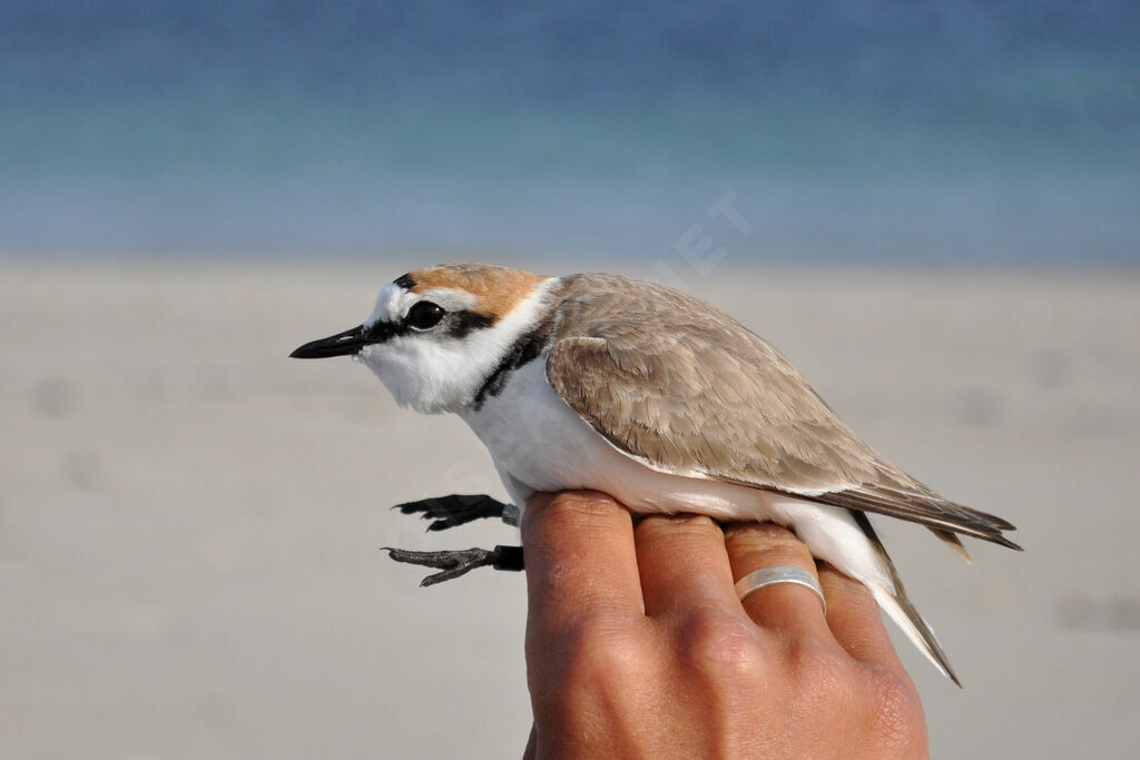 Kentish Plover male adult