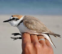 Kentish Plover