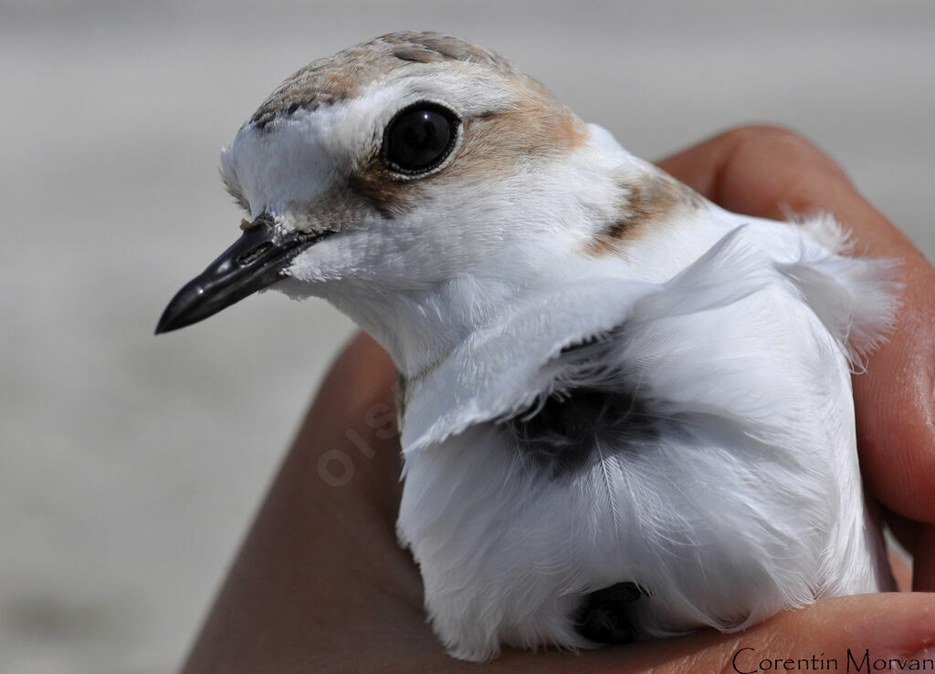 Kentish Plover female adult