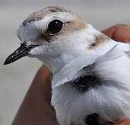 Kentish Plover