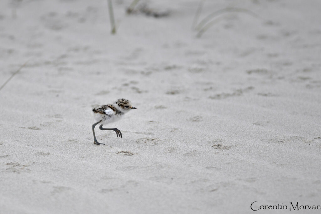 Gravelot à collier interrompujuvénile