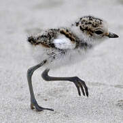 Kentish Plover