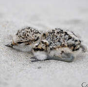 Kentish Plover