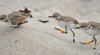 Kentish Plover