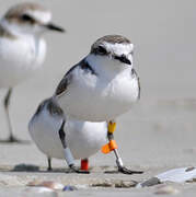 Kentish Plover