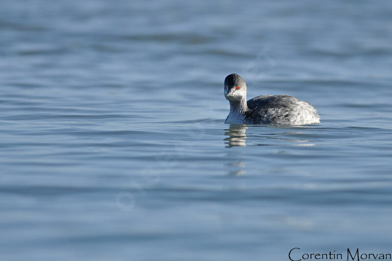 Black-necked Grebe