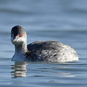 Black-necked Grebe