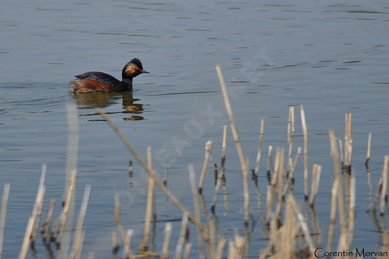 Black-necked Grebe