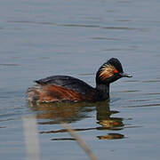 Black-necked Grebe