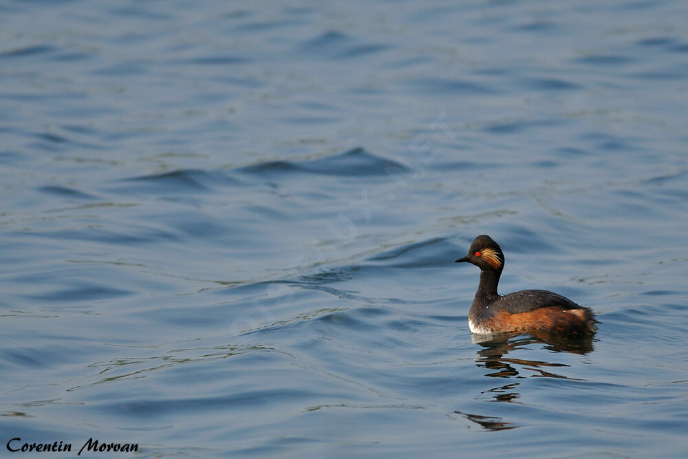 Black-necked Grebe