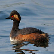 Black-necked Grebe