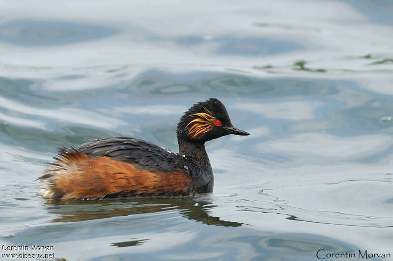 Black-necked Grebeadult breeding, identification