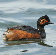 Black-necked Grebe